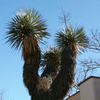 Yucca elata