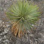 Yucca thompsoniana