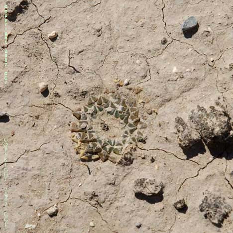 Ariocarpus kotschoubeyanus in SLP