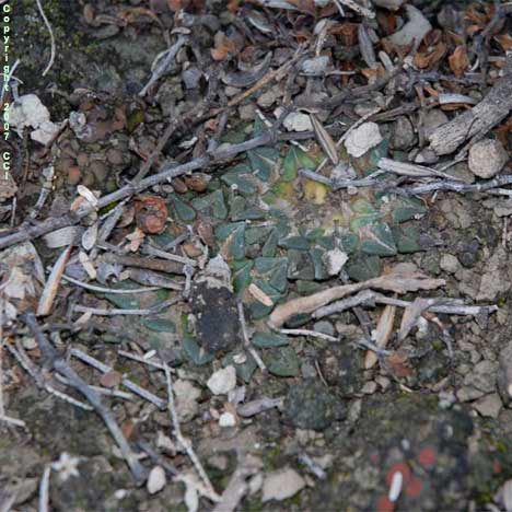 Ariocarpus kotschoubeyanus in Tamaulipas