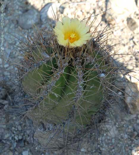 Astrophytum ornatum