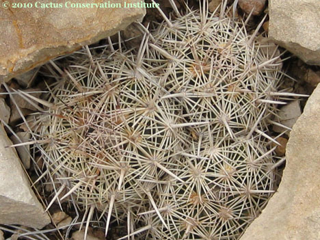 Coryphantha echinus