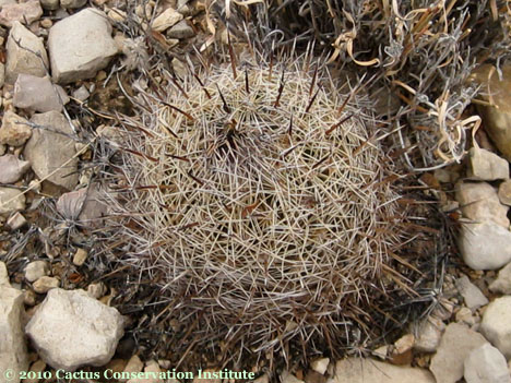Coryphantha echinus