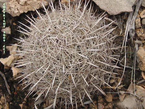 Coryphantha echinus