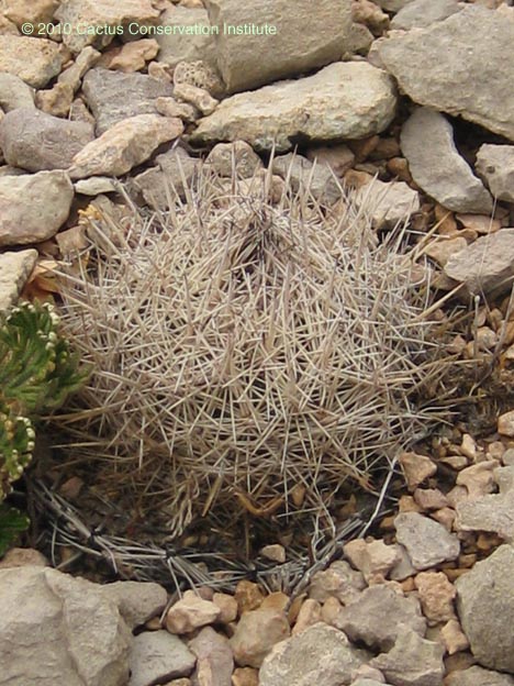 Coryphantha echinus
