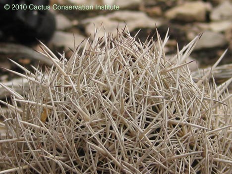 Coryphantha echinus