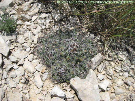 Coryphantha ramillosa