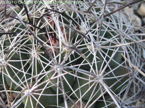 Coryphantha ramillosa