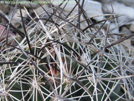 Coryphantha ramillosa