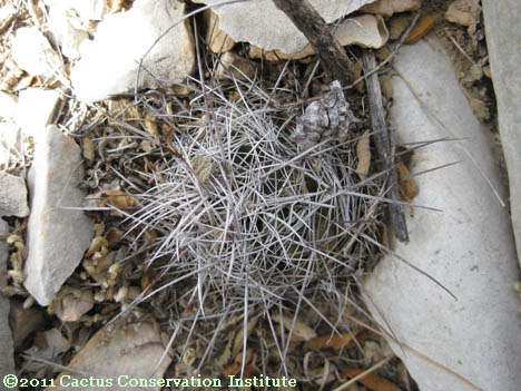 Coryphantha ramillosa