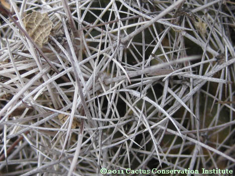 Coryphantha ramillosa