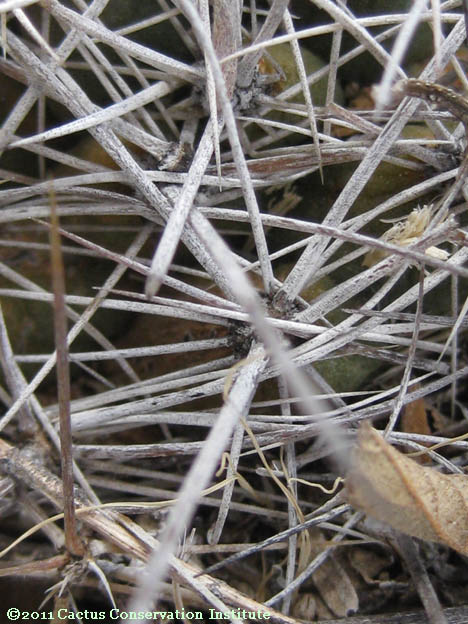 Coryphantha ramillosa