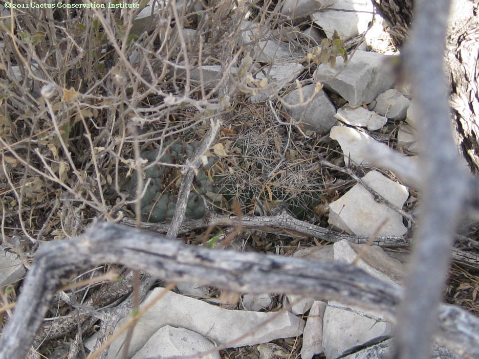 Coryphantha ramillosa