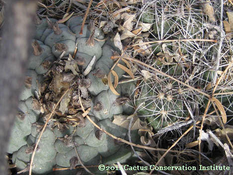 Coryphantha ramillosa