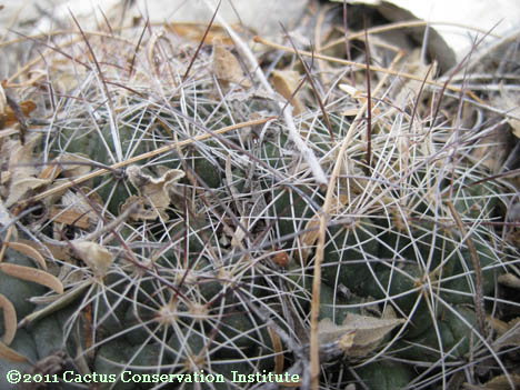 Coryphantha ramillosa