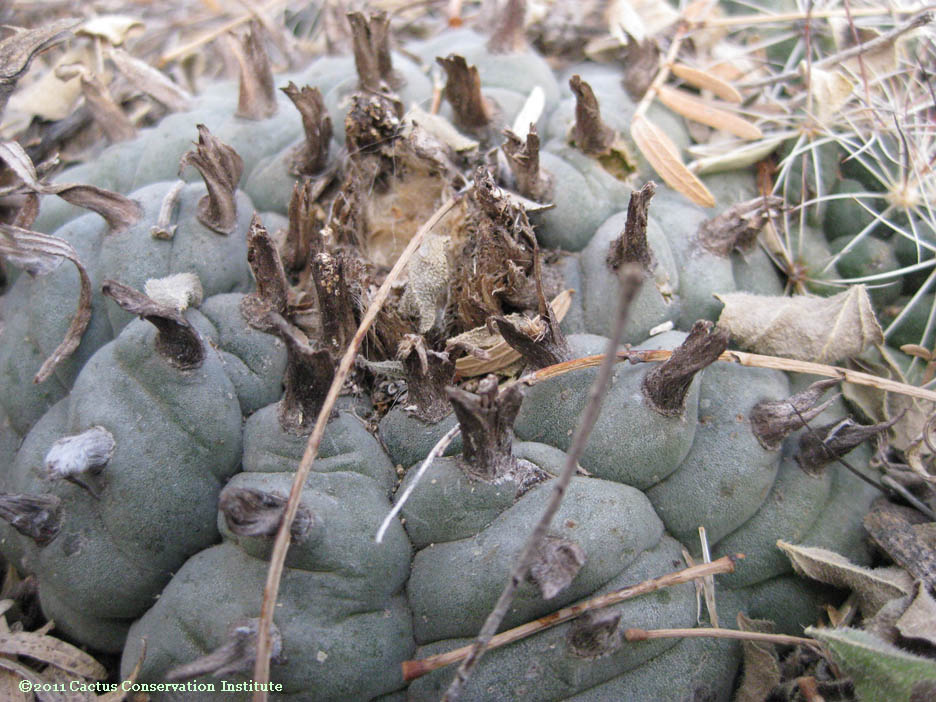 Coryphantha ramillosa