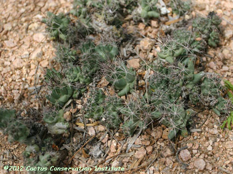Coryphantha runyonii