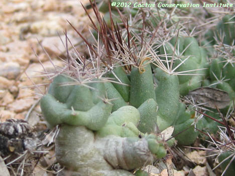 Coryphantha runyonii