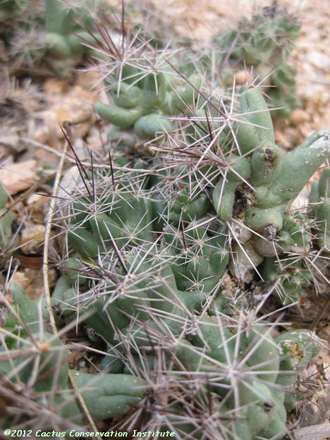 Coryphantha runyonii