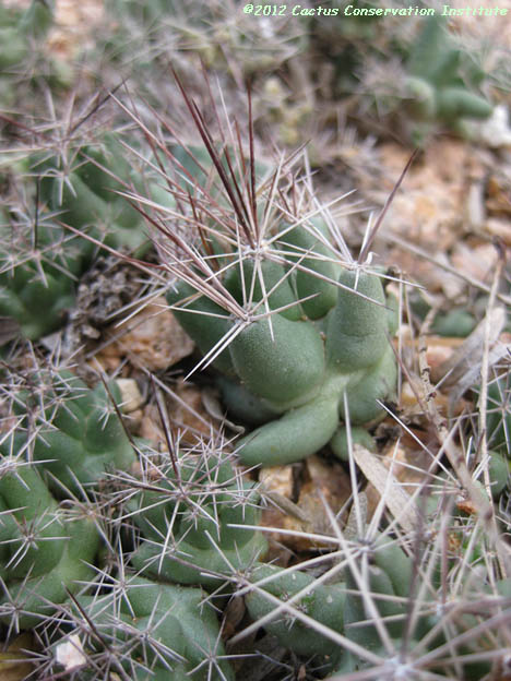 Coryphantha runyonii