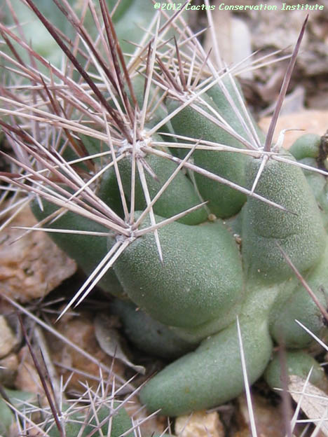 Coryphantha runyonii
