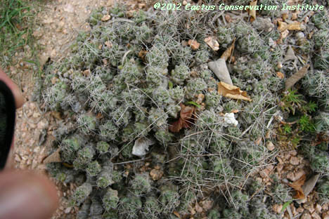 Coryphantha runyonii