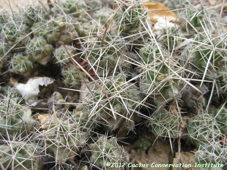 Coryphantha runyonii