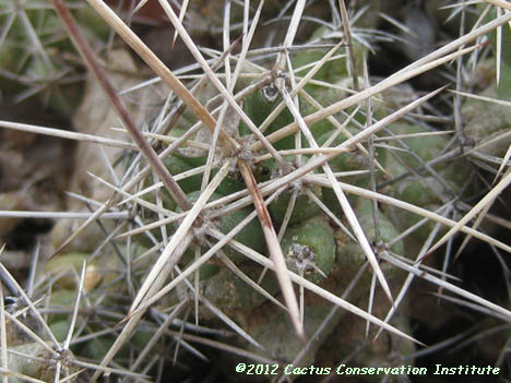 Coryphantha runyonii