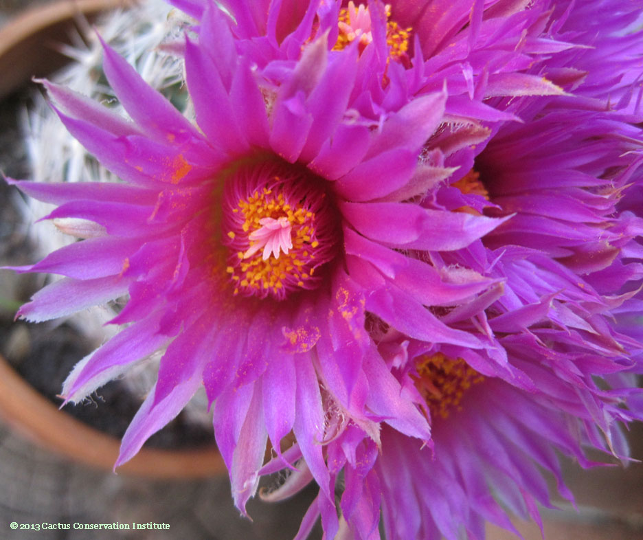 Coryphantha vivipara neomexicana