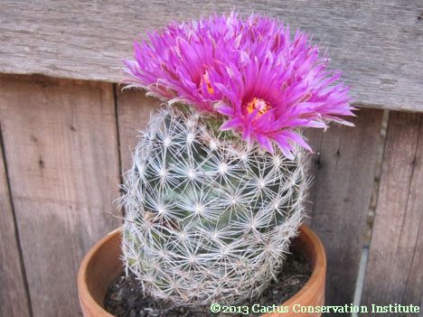 Coryphantha vivipara neomexicana