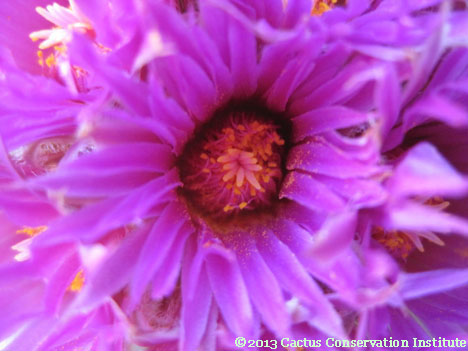 Coryphantha vivipara neomexicana