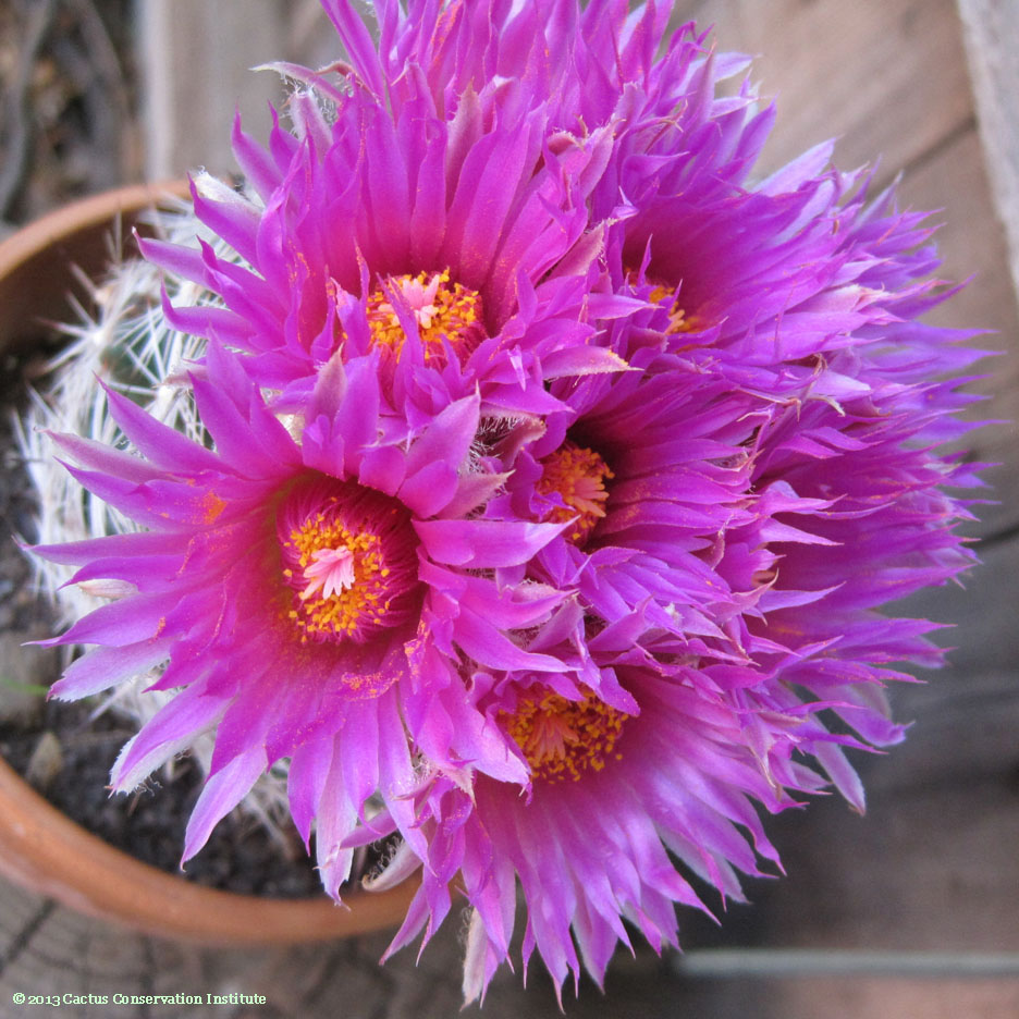 Coryphantha vivipara neomexicana