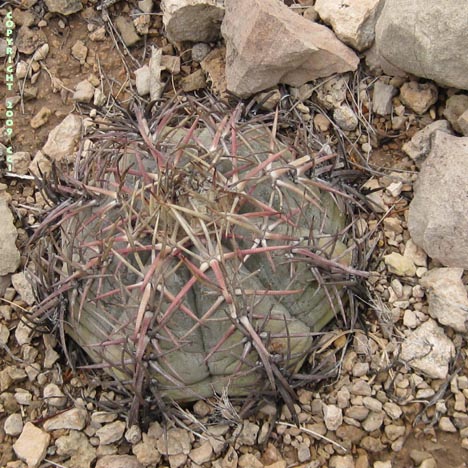 Echinocactus horizonthalonius