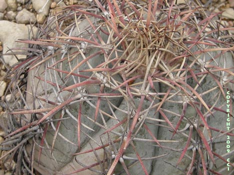 Echinocactus horizonthalonius