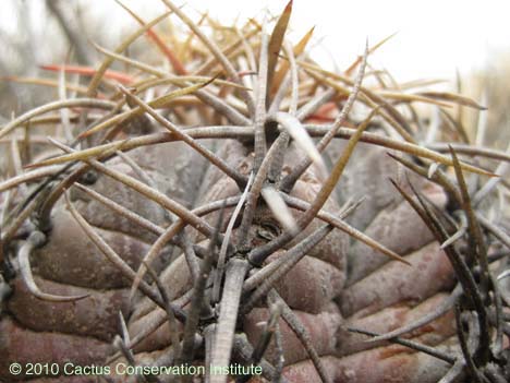 Echinocactus horizonthalonius