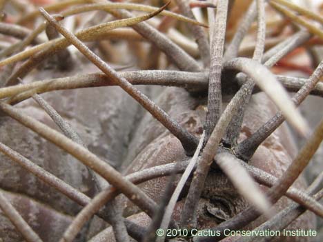 Echinocactus horizonthalonius