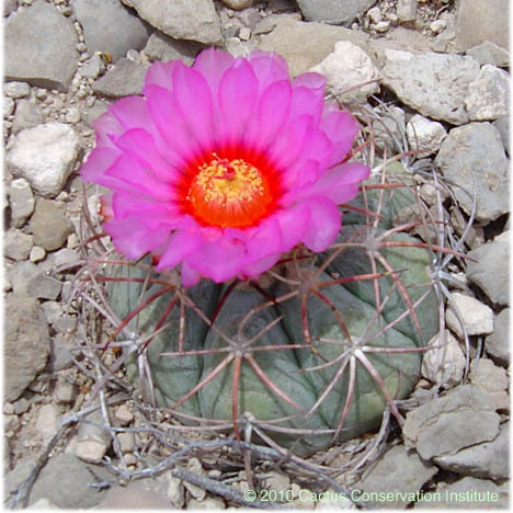 Echinocactus horizonthalonius