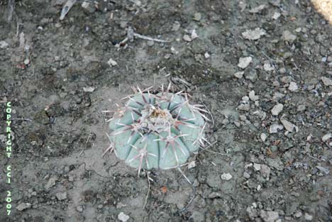 Echinocactus horizonthalonius