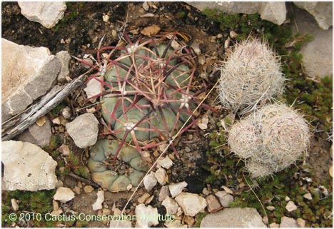 Echinocactus horizonthalonius