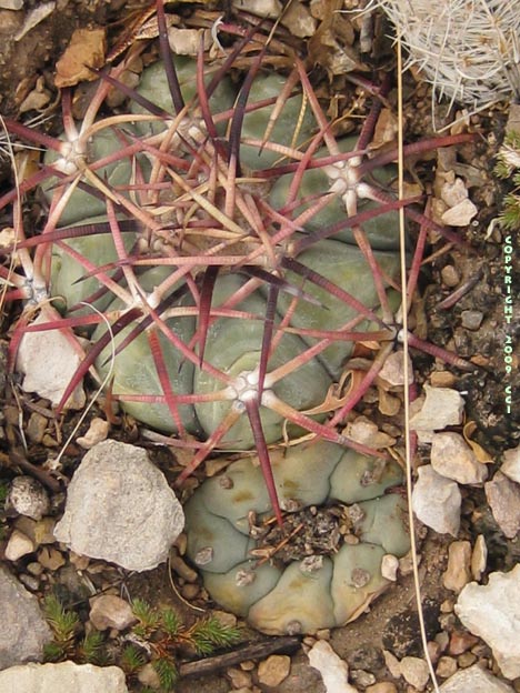 Echinocactus horizonthalonius