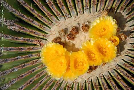 Echinocactus platyacanthus