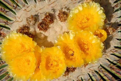 Echinocactus platyacanthus