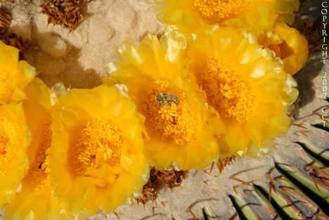 Echinocactus platyacanthus