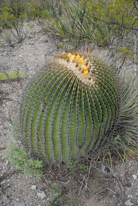 Echinocactus platyacanthus