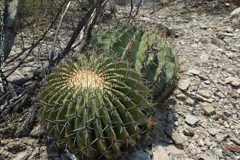 Echinocactus platyacanthus
