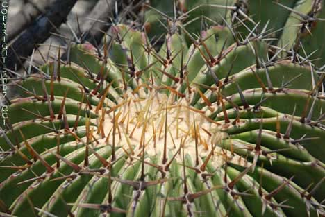 Echinocactus platyacanthus