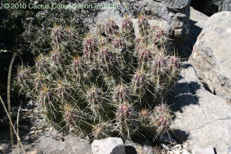 Echinocereus enneacanthus