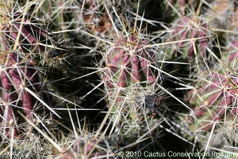 Echinocereus enneacanthus