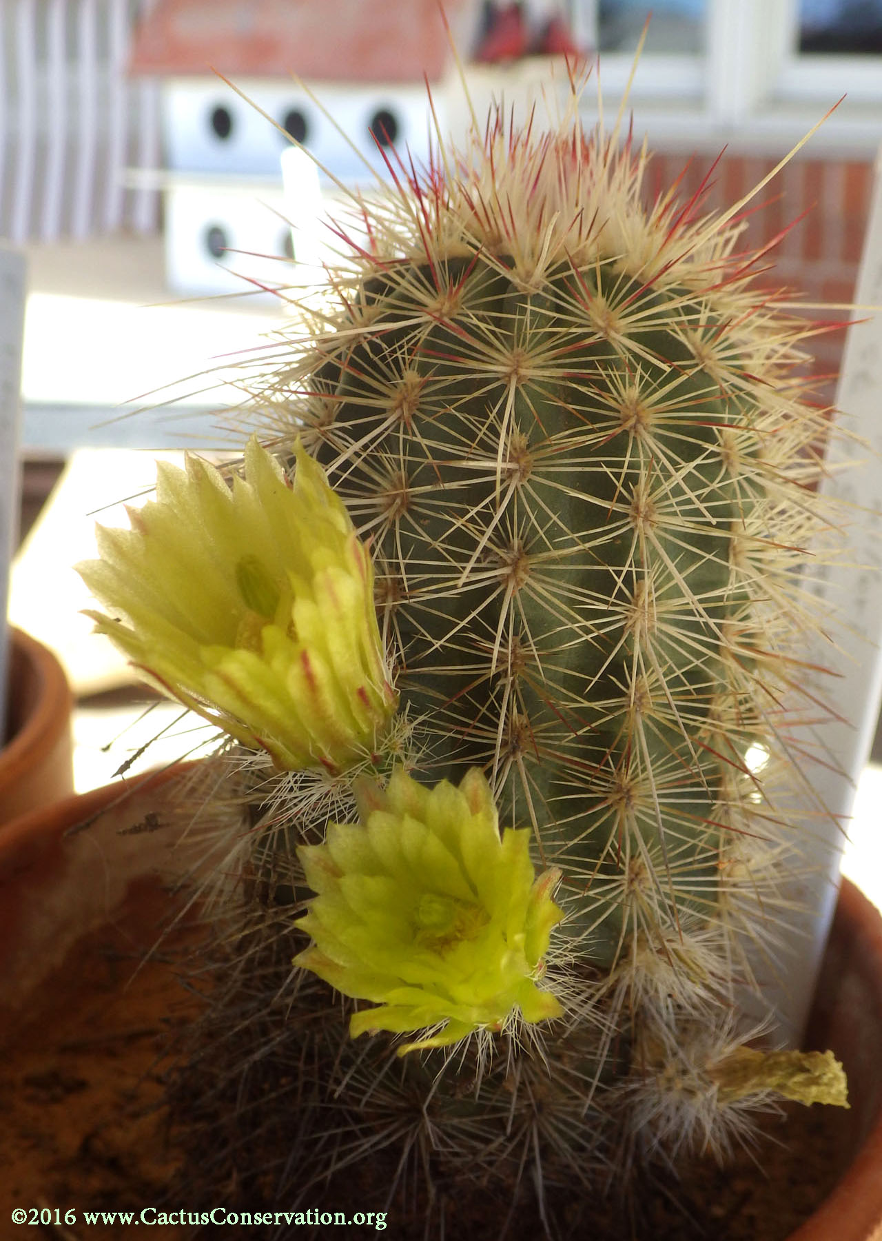 Echinocereus milleri
