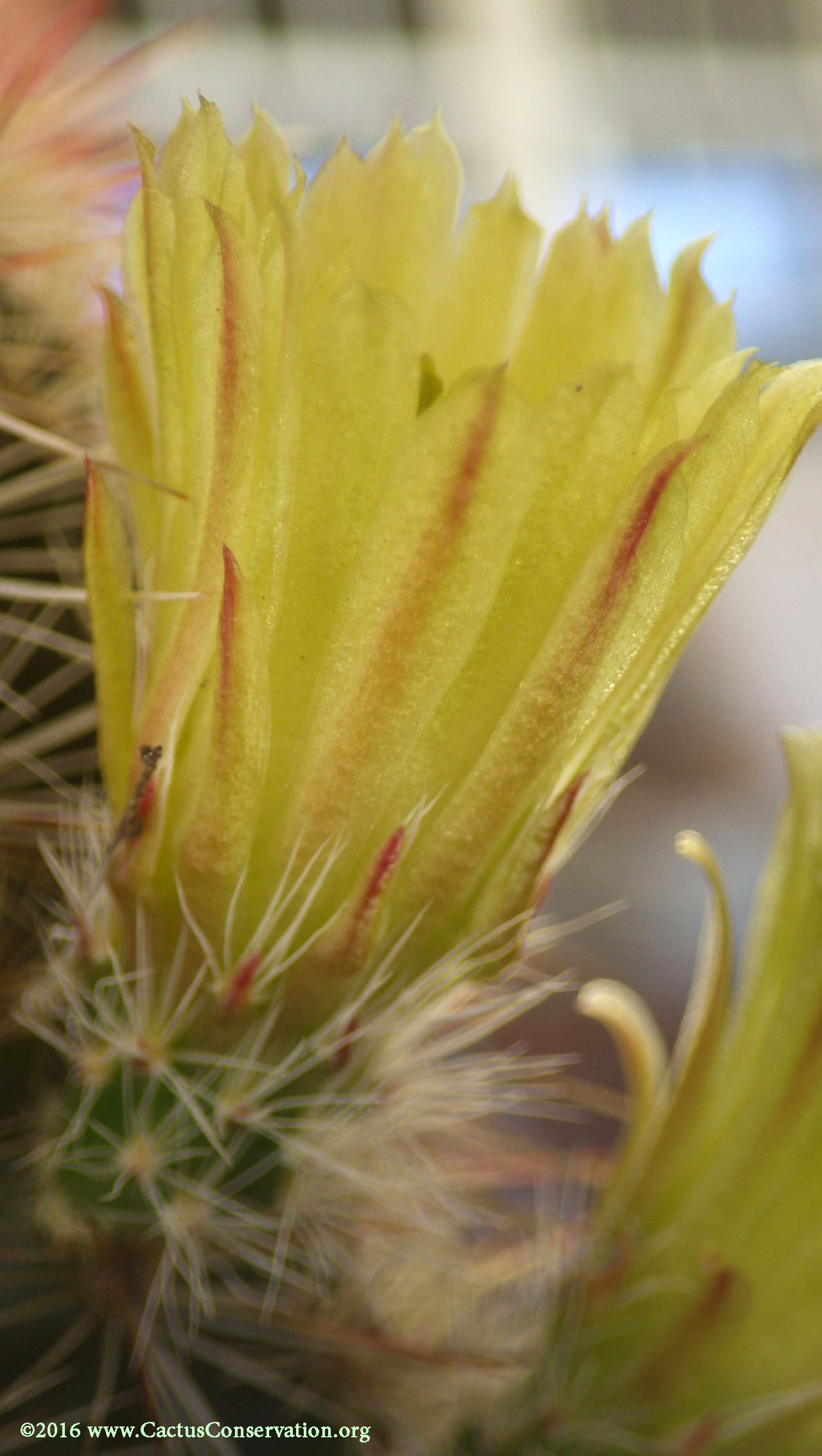 Echinocereus milleri